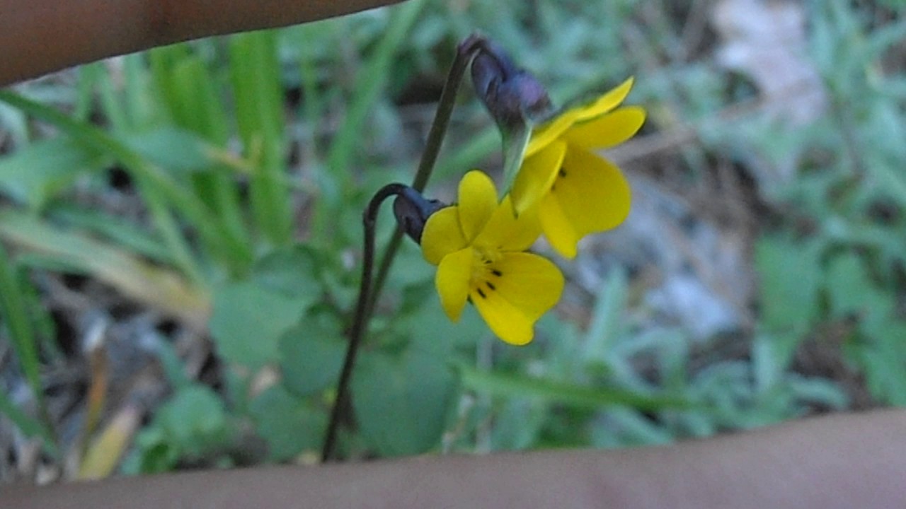 VIOLETA AMARILLA: Viola demetria | Plantas rioMoros