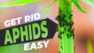 Aphids on Plants How to Get Rid of Them  Get Rid of Aphids 3 Easy Ways FREE!