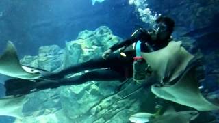 Ripley's Aquarium of Canada: Stingray Show
