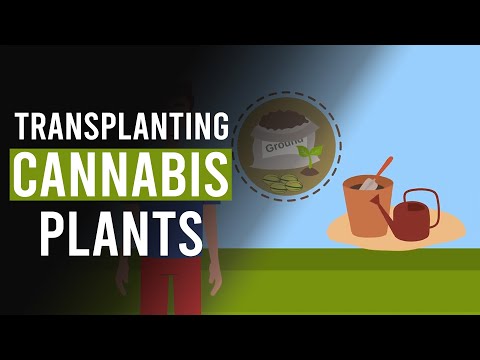 When u0026 Why to Transplant your Cannabis Plant!
