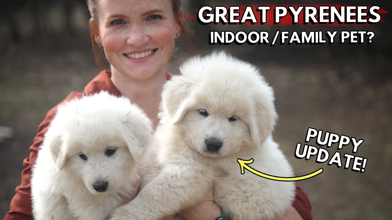 are great pyrenees good guard dogs