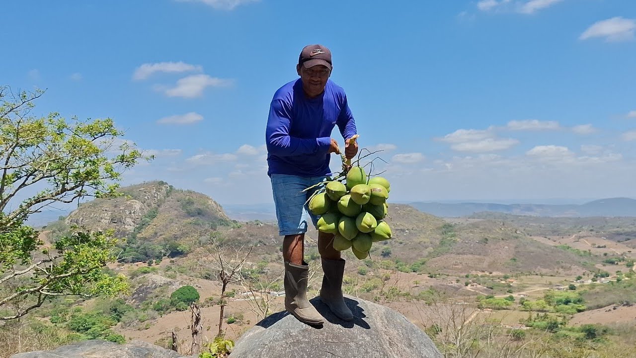 Colhendo coco em cima de uma serra no agreste Paraibano 