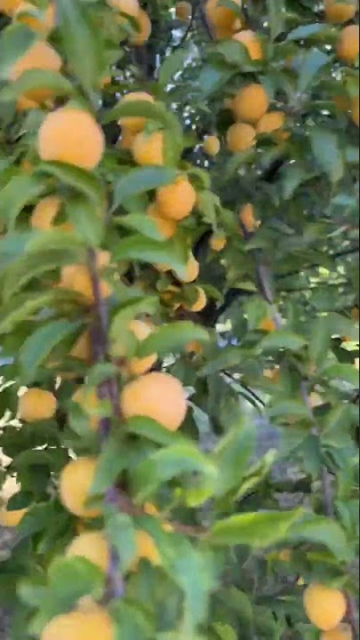 susine gialle