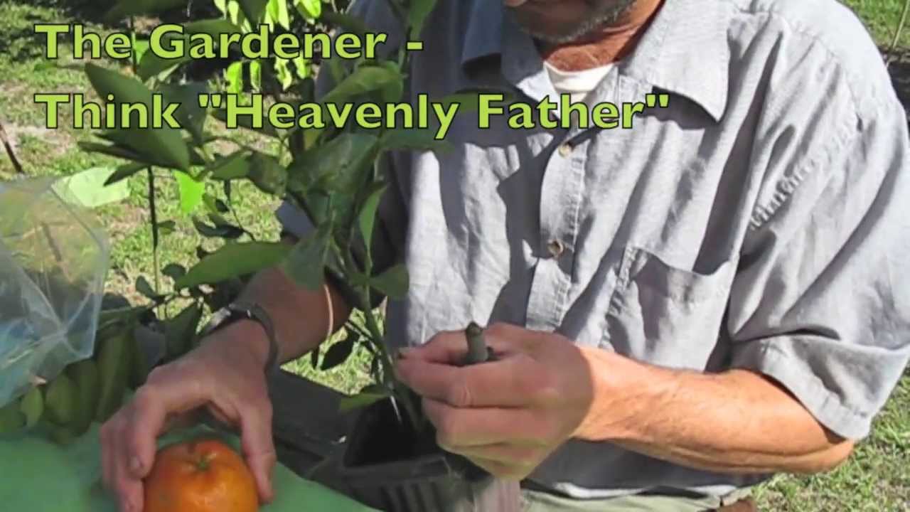 How to Graft Comparison to Christ and Mankind being grafted as one