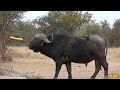 Bowhunting cape buffalo  10 bowhunts