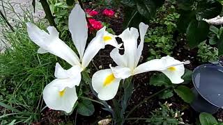 Endlich blühen die🌹 Rosen und der Iris 🌹🌹🌹💐