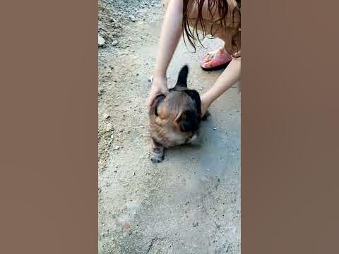 маленький пекинес, 1,5 мес - YouTube