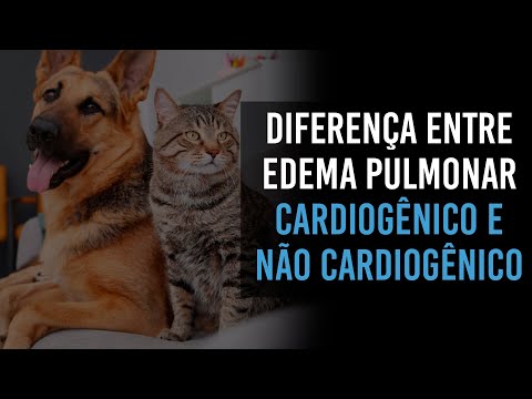 Vídeo: Coleta De Fluido Nos Pulmões (não Devido A Doenças Cardíacas) Em Cães