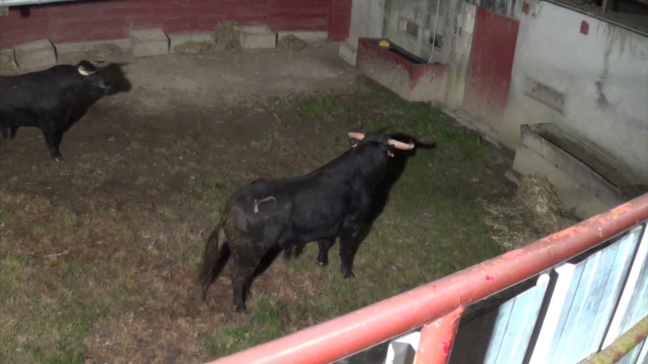 Débarquement Novillos Maria Cascon 2017