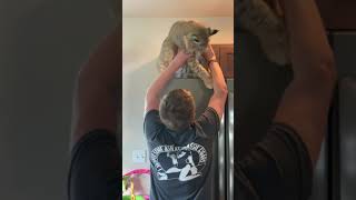 Bobcat Gives Dad A Hug From On Top Of The Fridge