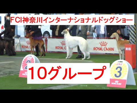 ＦＣＩ神奈川インターナショナルドッグショー 10G #ボルゾイ