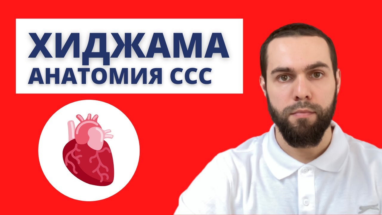 Курс Хиджама 05. Анатомия Сосудов - YouTube