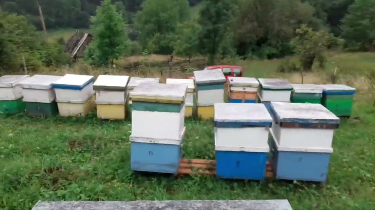 Apicultura in Cluj, extractia mierii, tehnologii apicole