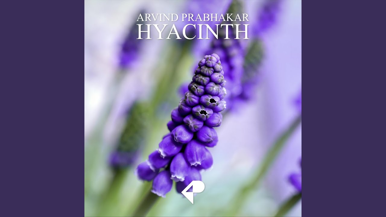 Watch Hyacinth on YouTube Watch Hyacinth on YouTube