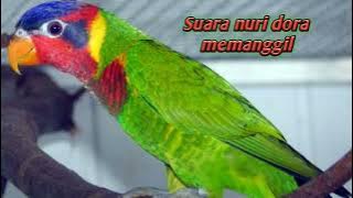 Suara asli nuri dora memanggil #nuridora #nurisulawesi mangge jho