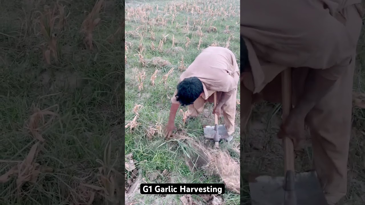 G1 Garlic Harvesting Procedure. 