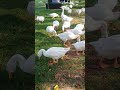 Flocks of ducks #shortsfeed #coversong #viralsong