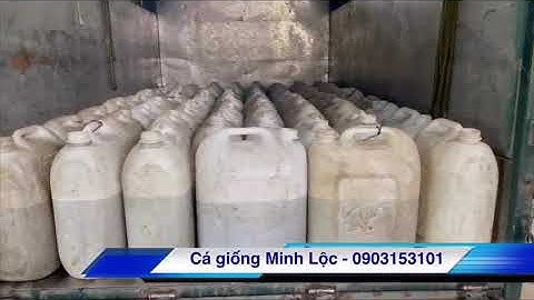 Cá lóc, cá trê, cá rô giống - 0903153101 (Lộc - TPHCM)