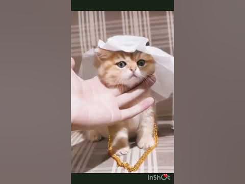 Милый котик ️💖 - YouTube