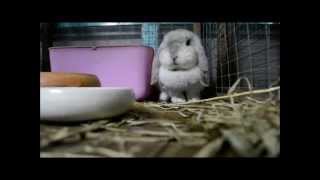Super Angry Bunny 2