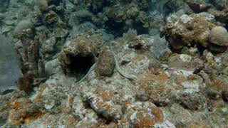 Goldspotted Eel in Roatán