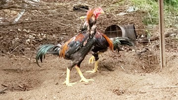 Qaib GA PLUCKER XAV MUAG NYIAM NO NUG TAU NAW