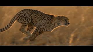 🐆 Cheetah Sprint at Golden Hour Wildlife AI Short (Seedance 2.0)