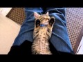 おやすみ中の子猫