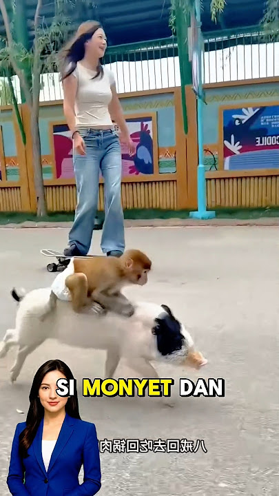 Hilarious Race! Monkey Rides a Pig, Girl Uses a Skateboard 😆🐷🛹