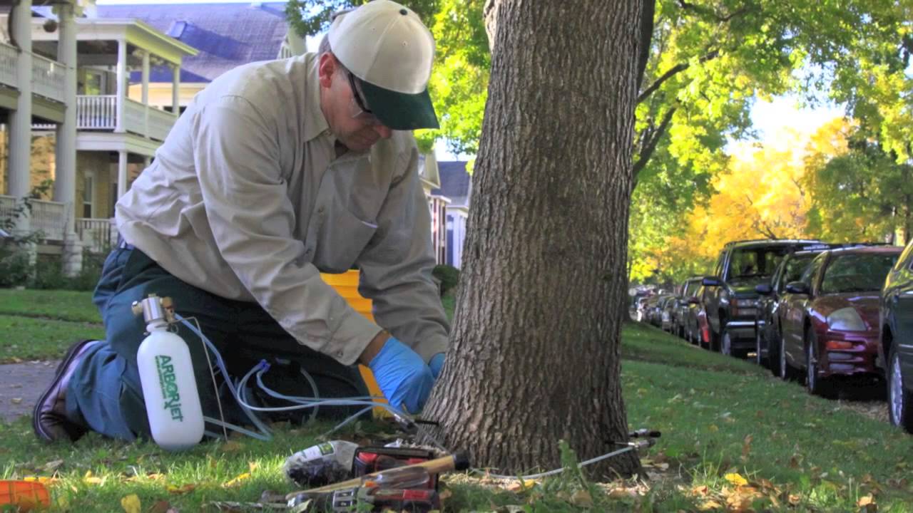 Treatment of Emerald Ash Borer using Arbor Jet by Barrett Lawn Care