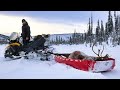 Full season winter caribou hunt  alaska 20232024