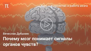 Мозг и сенсорные системы - Вячеслав Дубынин