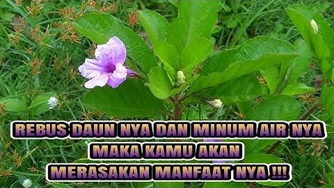 9 MANFAAT  DAUN KENCANA UNGU BAGI KESEHATAN !!!