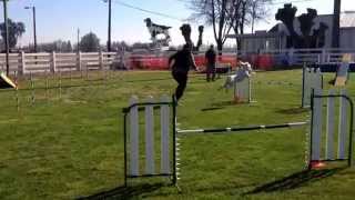 Fable Starters Standard VAST Turlock USDAA