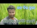 ଧାନ ବିଲକୁ ବୁଲିବା ପାଇଁ ଗଲୁ ଏତେ ଦିନ ପରେ #farmer #rice