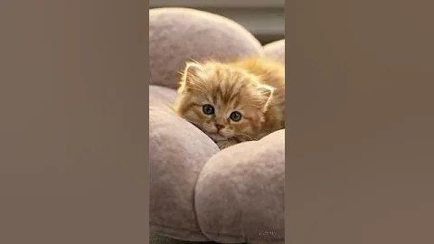 Watch the video about The cute baby kittens | cute video #cute #cat #animals