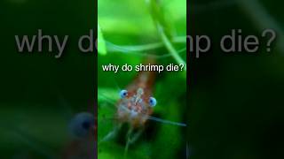 why do shrimp die?