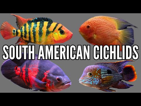 Top 7 South American Cichlid Tank Setups & Stocking Ideas