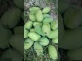 namitas tayo sa huling bunga ng mangga nating kinalabaw