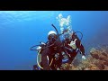 Roatan Scuba Diving - Wrecks, Sharks and more !