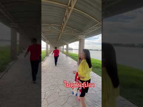 #บึงสีไฟ #ดูพันธุ์ปลา#เยอะมาก #fc #คุณนายบ้านนาjo1 #ytshorts #funny #vlog #พิจิตร #shorts