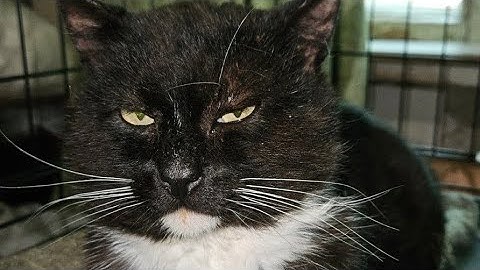 Маркиз и Рыбак. Маркиз ОЧЕНЬ МЕЧТАЕТ УВИДЕТЬ ВСЕХ КИПЕРОВ И ВАШИХ ЗНАКОМЫХ НА ВЫСТАВКЕ 28 ИЮНЯ