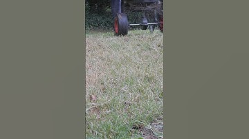 Love your lawn with early spring fertilizer!  | DoMyOwn.com #lawncare