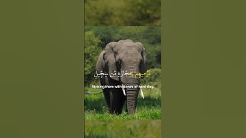 Surah Al fil - سورة الفيل #hajj #eid