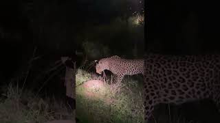 Leopard tries to feast on pangolin