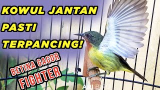 Kolibri Wulung Betina Gacor Isian ini Sangat Ampuh untuk memancing Mental Kowul Jantan Agar EMOSI