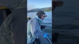 Fishing for a beautiful spring Chinook Salmon in the Willamette River! #fishing #trending #salmon