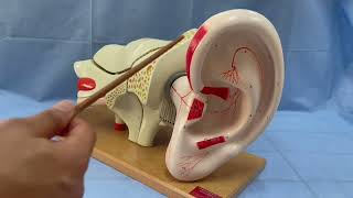 ANATOMIE FMPM OREILLE EXTERNE