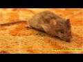 Effective Methods for Cleaning Mouse Droppings from Carpet - Comprehensive Guide!