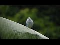 Bird Sounds SpectacularㅣMorning Bird Song